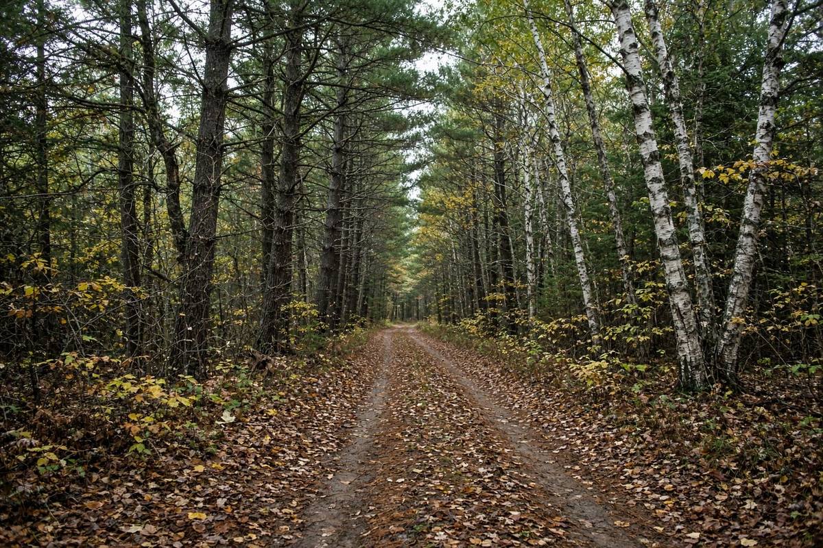 Two-track through mixed woods