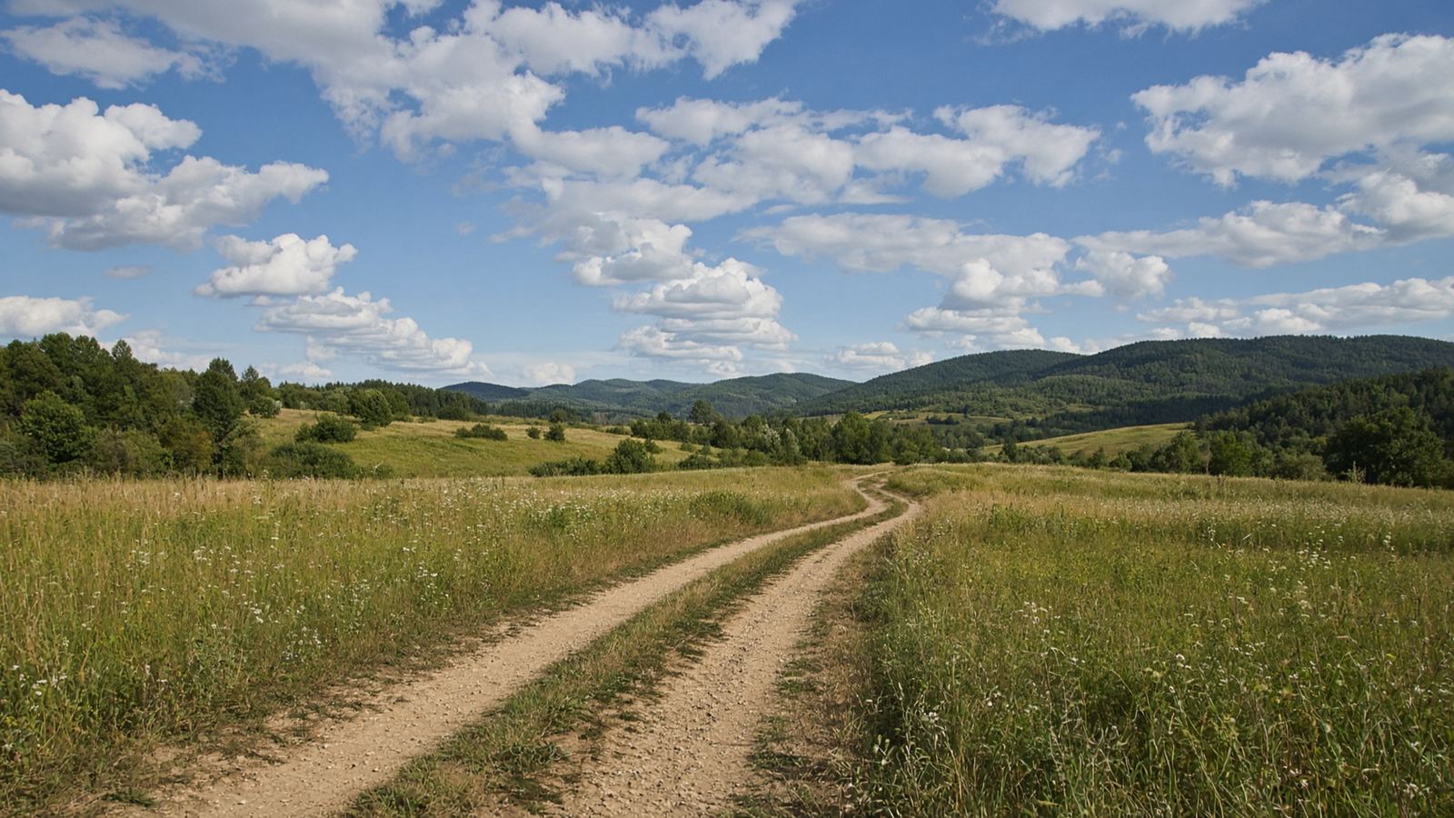 Sunlit two-track through an open meadow